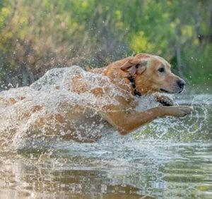 hunting dog limber tail featured 1