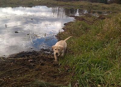 dog in the water 1