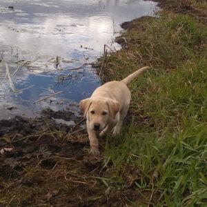 hunting puppy