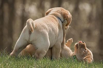 positive interaction with other dogs