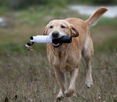 retrieving dog bumper