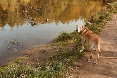 wildlife and water