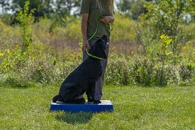 bird dog basic obedience