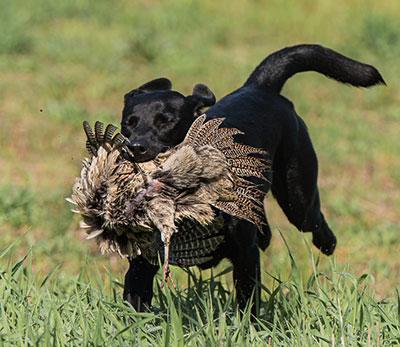 bird dog introduction to birds