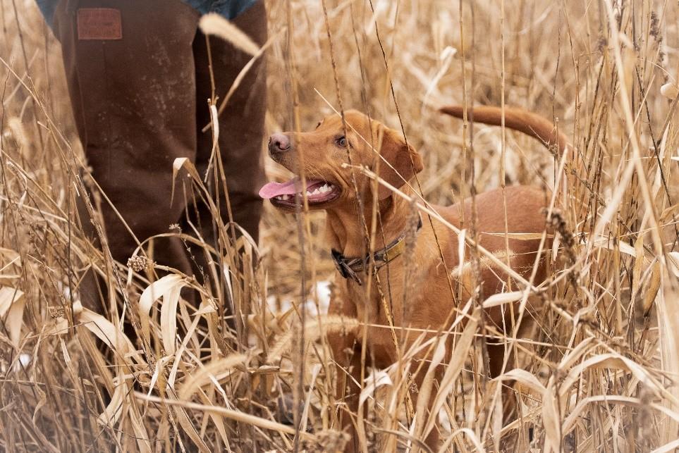 canine hunter