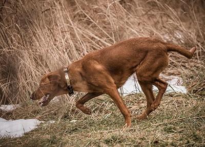 bird dog finding and pointing