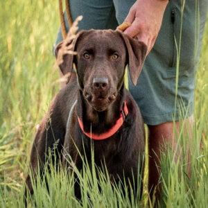 gun dog labrador