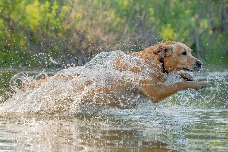 gun dog swimming