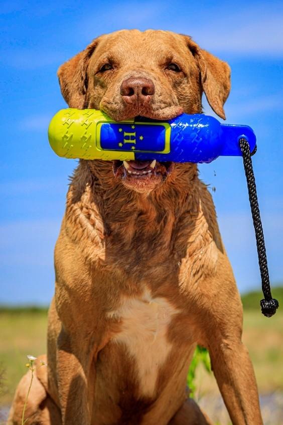 gun dog with bumper