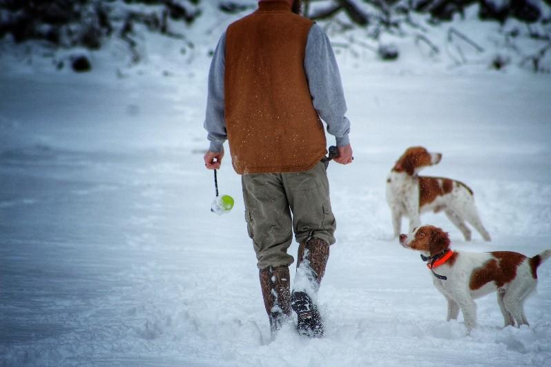 gun dog socialization