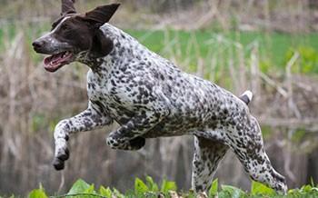 German Shorthaired pointer