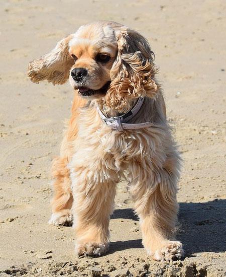 american cocker spaniel optimized