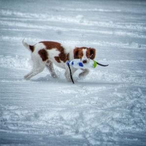 best hunting dog breeds