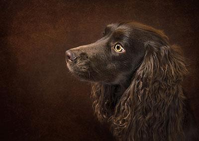 boykin spaniel optimized