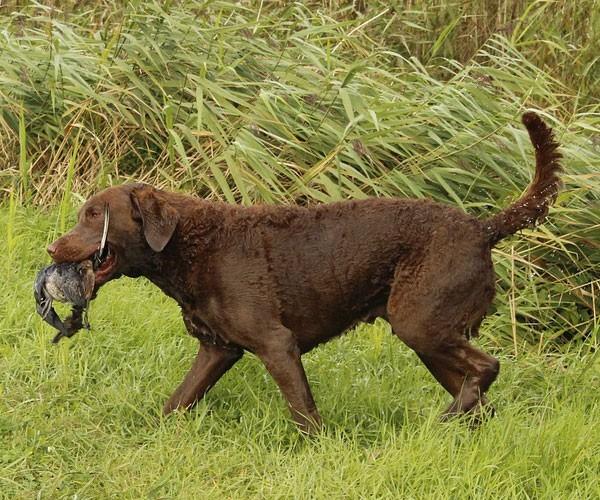 chesapeake bay retriever optimized