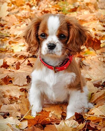 clumber spaniel optimized