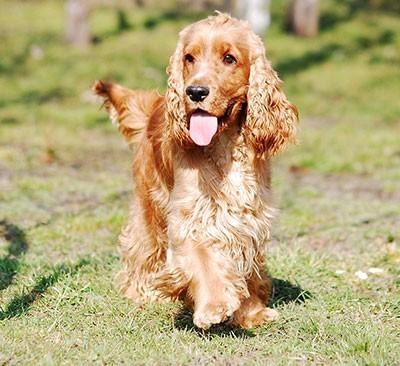 cocker spaniel english optimized