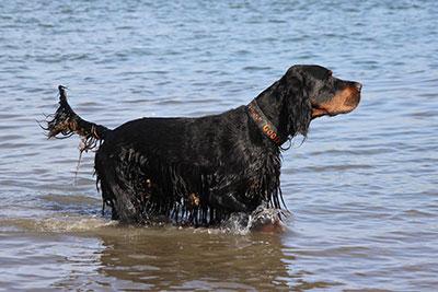 dog setter optimized