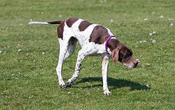 english pointer optimized