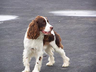english springer spaniel optimized
