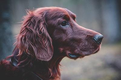 filed spaniel optimized