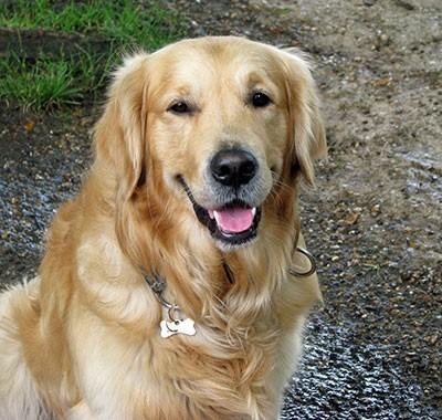 golden retriever optimized