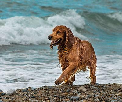 irish water spaniel optimized