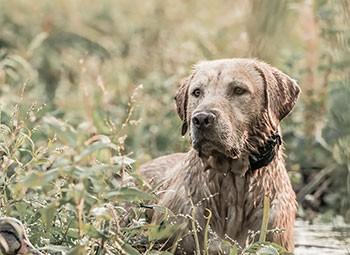 labrador retriever optimized