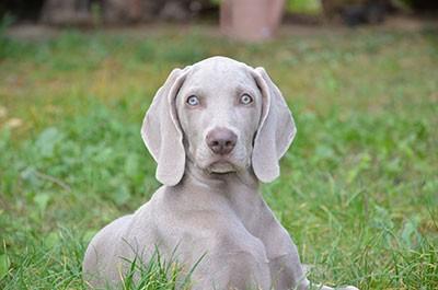weimaraner optimized