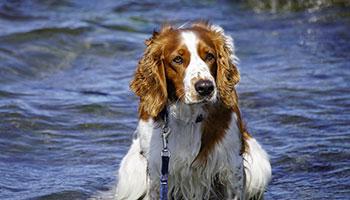 welsh spaniel optimized