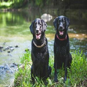How to Socialize Your Hunting Dog