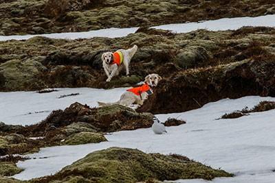 golden retrievers field socialization