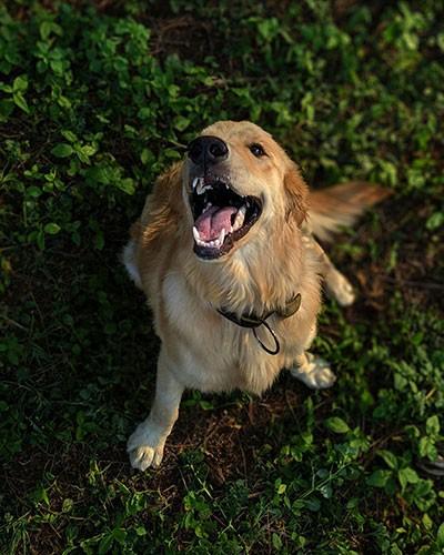 positive reinforcement