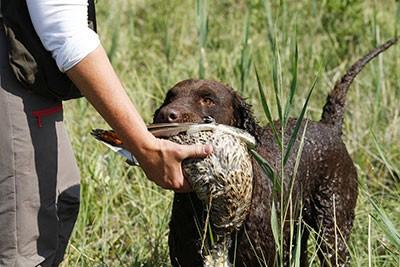 retrieving bird - force-fetch training hunting dogs