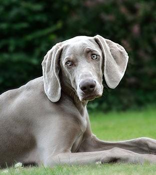 shy weimaraner