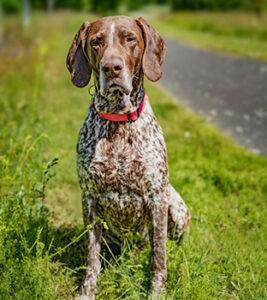 german shorthaired pointer