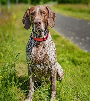 german shorthaired pointer